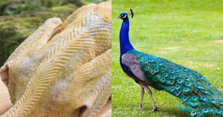 کیا مور کا گوشت کھانا حلال ہے؟