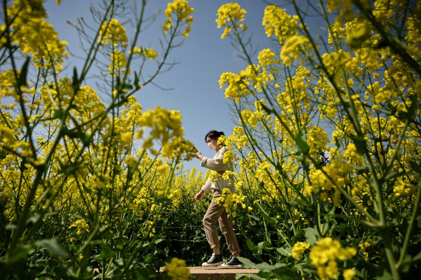 پاکستان کا کینیڈا سے کینولا درآمدات پر پابندی ختم کرنے کا فیصلہ